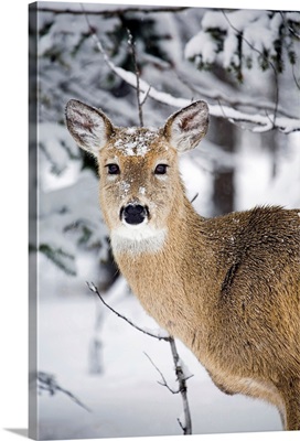 Close Up Of A Young Deer In A Snow Covered Forest, Alberta, Canada