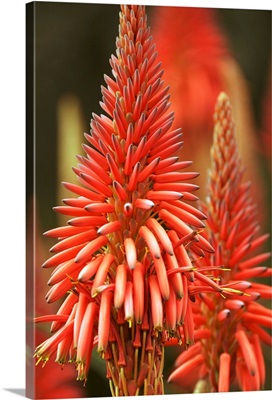 Close-Up Of Aloe Plant