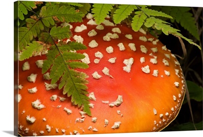 Close Up Of An Amanita Muscaria Mushroom