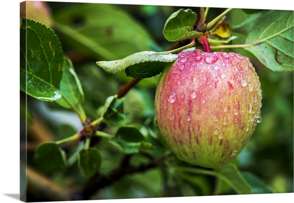Close-up of an apple on tree branch with water droplets; Calgary, Alberta, Canada.