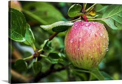 Close-Up Of An Apple On Tree Branch With Water Droplets, Calgary, Alberta, Canada