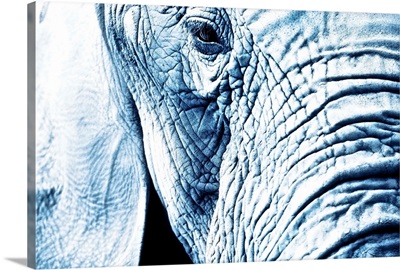 Close Up Of An Elephant's Face