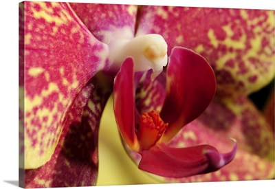 Close Up Of An Orchid Flower, Lexington, Massachusetts