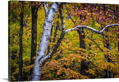 Close-Up Of Birch Tree Amongst Autumn Forest Foliage