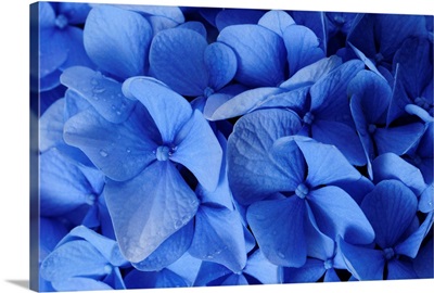 Close up of blue hydrangea flowers, Hydrangea macrophylla.; Brewster, Cape Cod, Massachusetts.