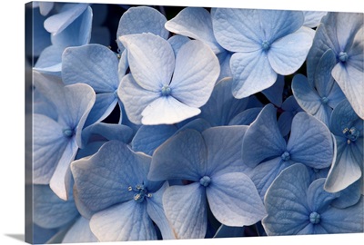 Close up of blue mophead hydrangea flowers, Hydrangea macrophylla.; Brewster, Cape Cod, Massachusetts.