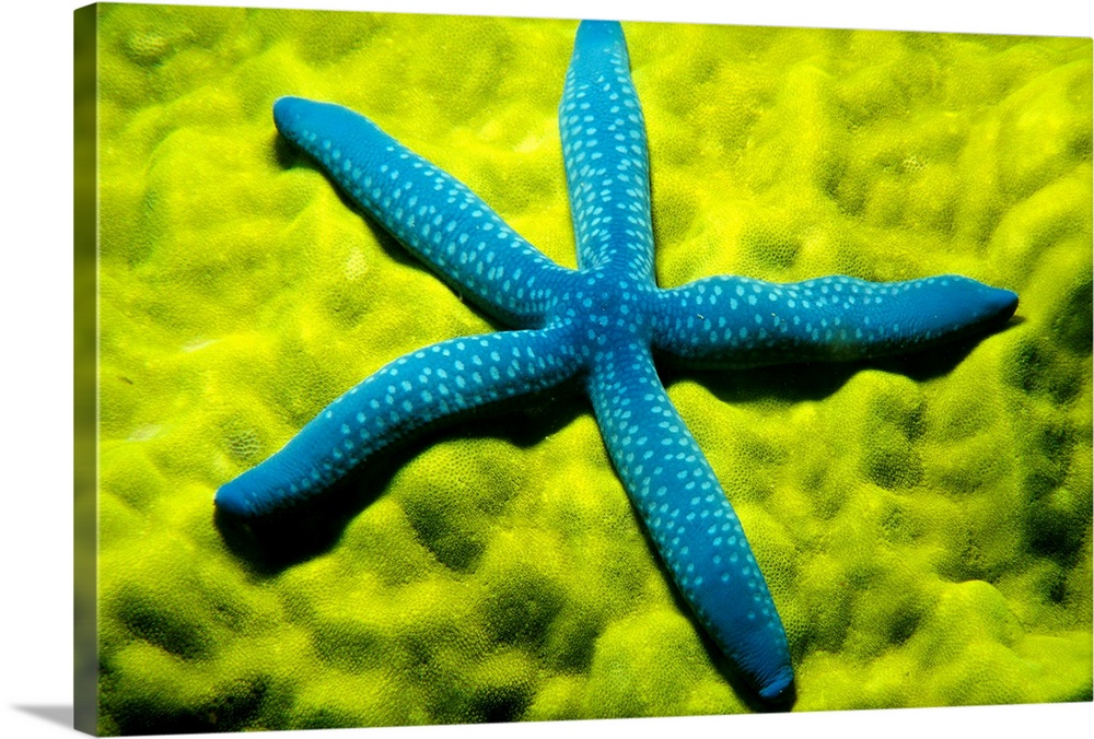 A zoomed in photograph taken of a blue starfish sitting on top of sea coral.