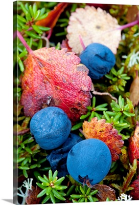 Close up of blueberries amongst fall tundra plants and leaves along the Denali Highway