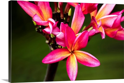 Close-up of bright pink plumeria flowers; Maui, Hawaii, United States of America