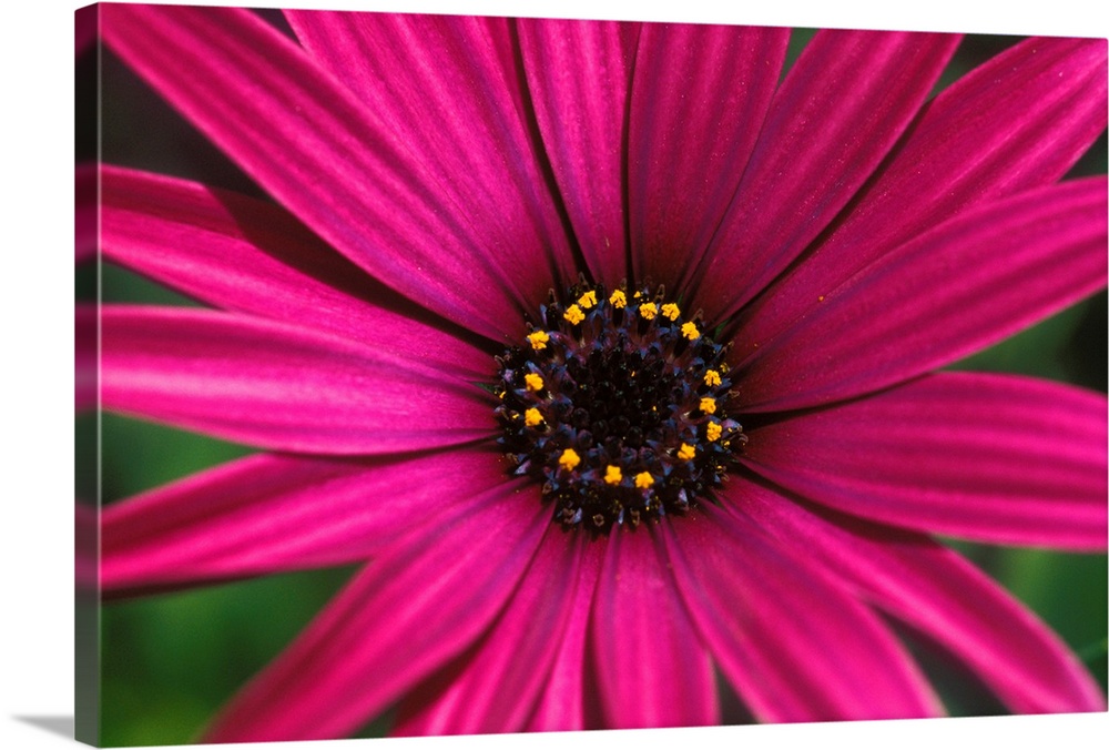 Close-Up Of Bright Purple Daisy With Yellow In Center