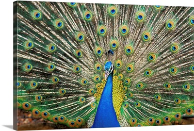 Close-Up Of Brightly Colored Peacock With Feathers Wide-Spread