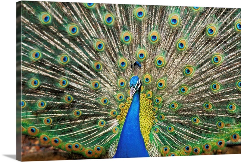 Close-Up Of Brightly Colored Peacock With Feathers Wide-Spread Wall Art,  Canvas Prints, Framed Prints, Wall Peels