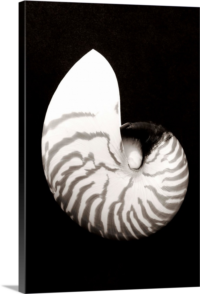 Close-Up Of Chambered Nautilus Shell On Black Background