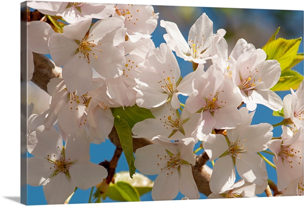 This nature photograph is a close up of pale flower blossoms on a tree.