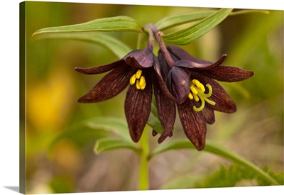 Close up of Chocolate Lily blooms in the Eklutna Flats
