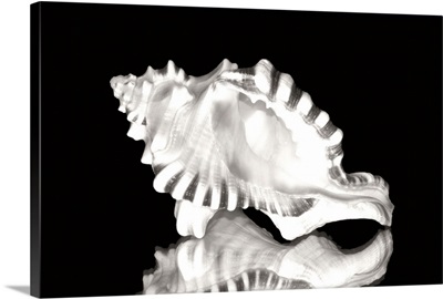 Close-Up Of Conch Shell On Black Background