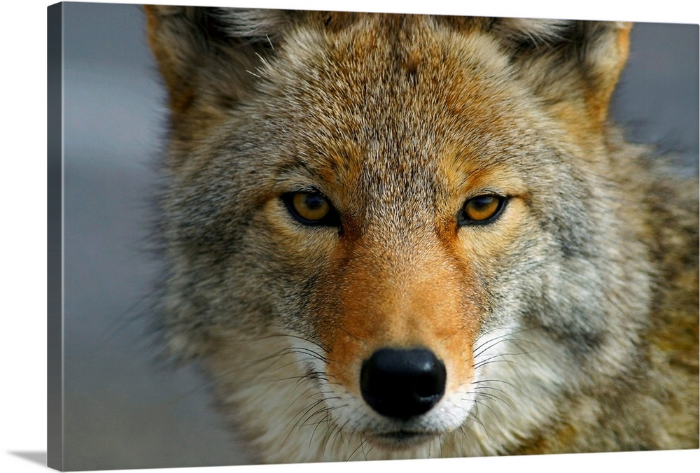 Close Up Of Coyote, Death Valley National Park, California