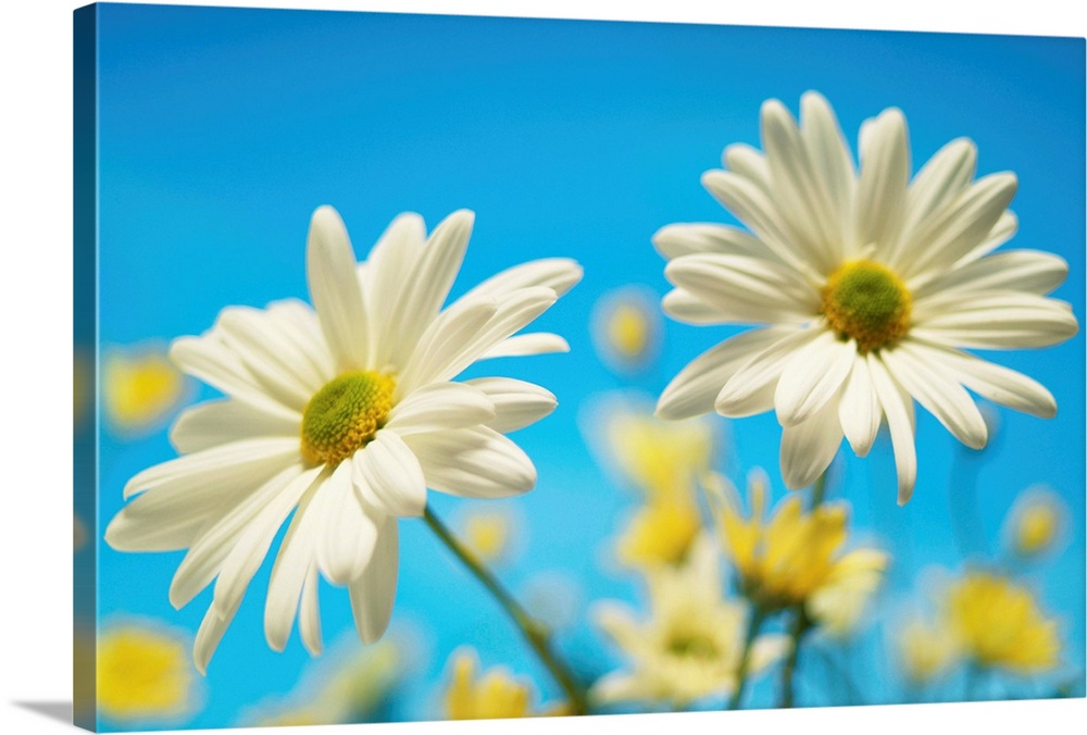 Close-Up Of Daisies Against A Blue Background