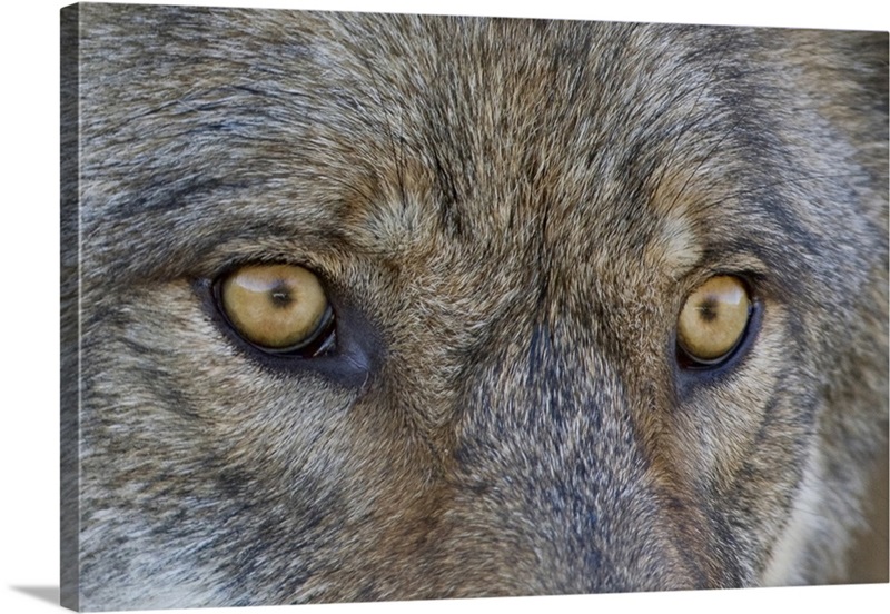 Close Up Of Face And Eyes Of A Gray Wolf, Denal National Park, Interior ...