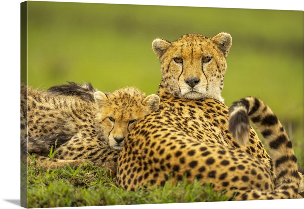 Close-up of female Cheetah cubs (Acinonyx jubatus) lying together in Maasai Mara National Reserve; Narok, Masai Mara, Kenya.