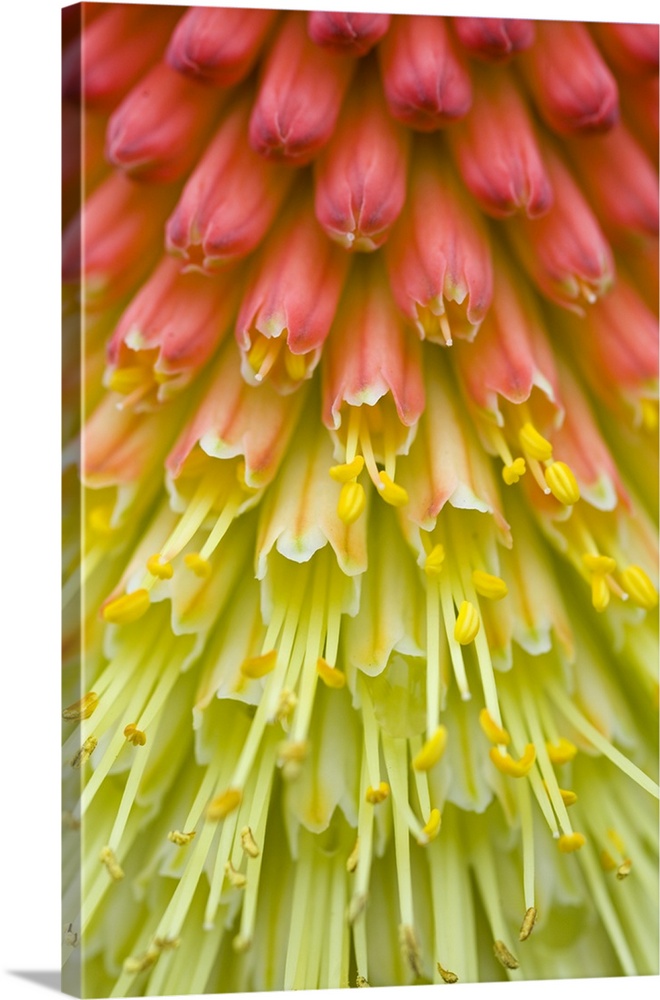 Close Up Of Flower Stamen
