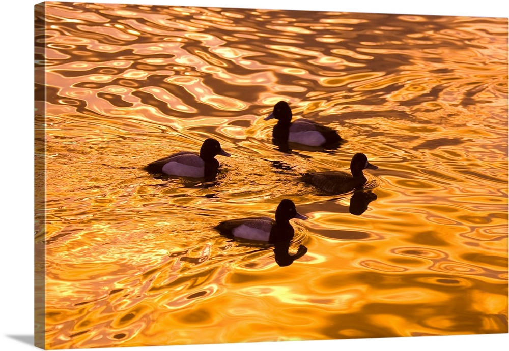 Close-up of four wood ducks (aix sponsa) in a pond at sunset with golden sunlight reflected on the surface. Portland, Oreg...