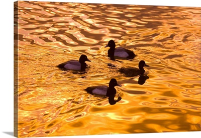 Close-Up Of Four Wood Ducks In A Pond At Sunset, Portland, Oregon