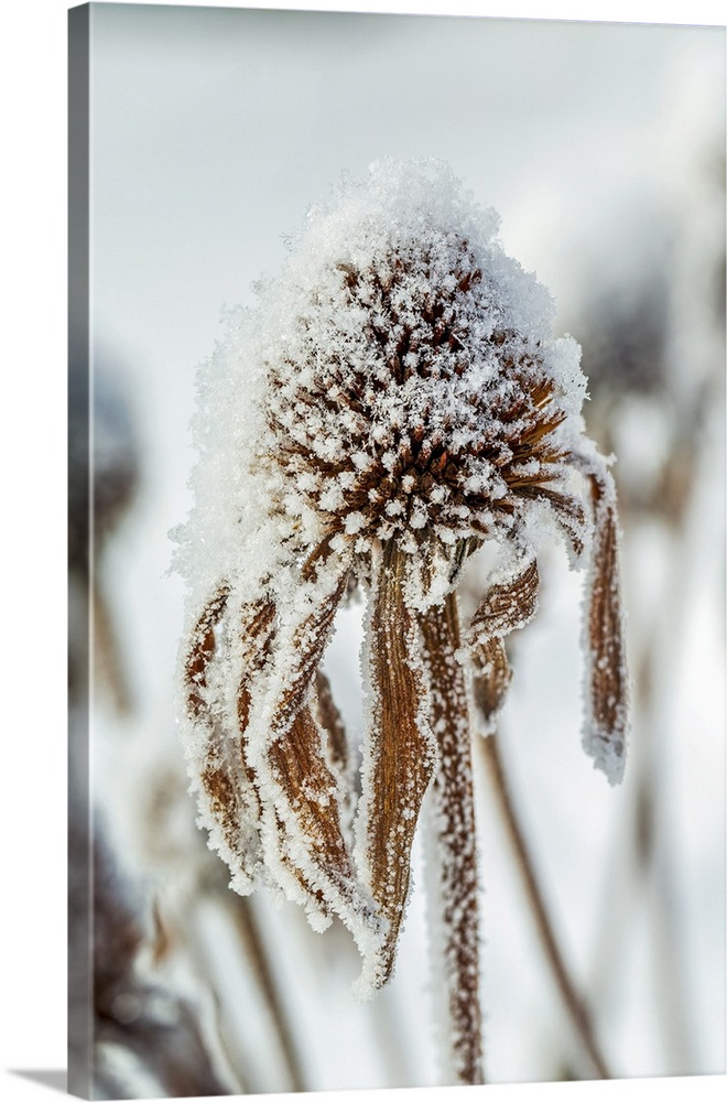 Close-up of frosted dried echinacea stamens; Calgary, Alberta, Canada.