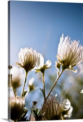 Close-Up Of Fuzzy White Flowers Reaching Toward Bright Sky