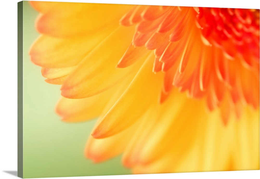 Close-up of gerbera daisy.