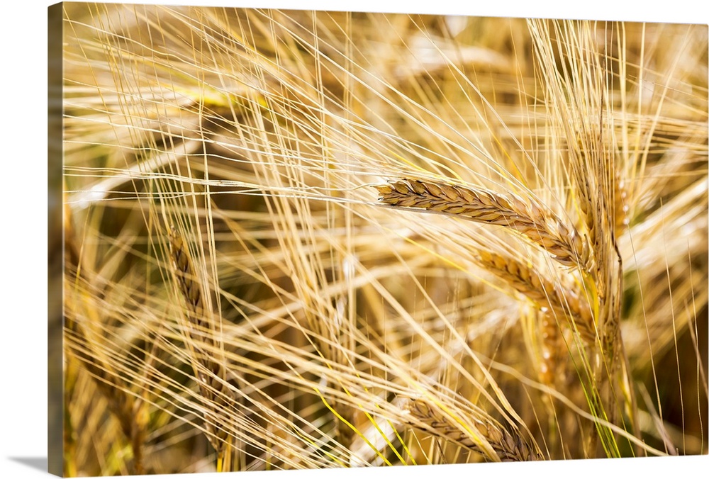 Close up of golden ripe barley heads, Alberta, Canada