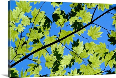Close-Up Of Green Leaves On Maple Tree Against Blue Sky