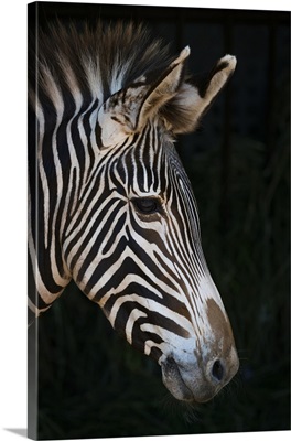 Close-Up Of Grevy's Zebra Head In Profile; Cabarceno, Cantabria, Spain