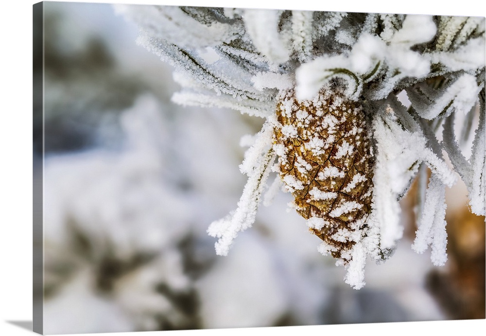 Close-up of heavily frosted pone cone and frosted needles; Calgary, Alberta, Canada.