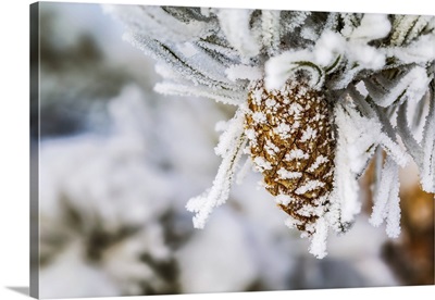 Close-Up Of Heavily Frosted Pone Cone And Frosted Needles, Calgary, Alberta, Canada