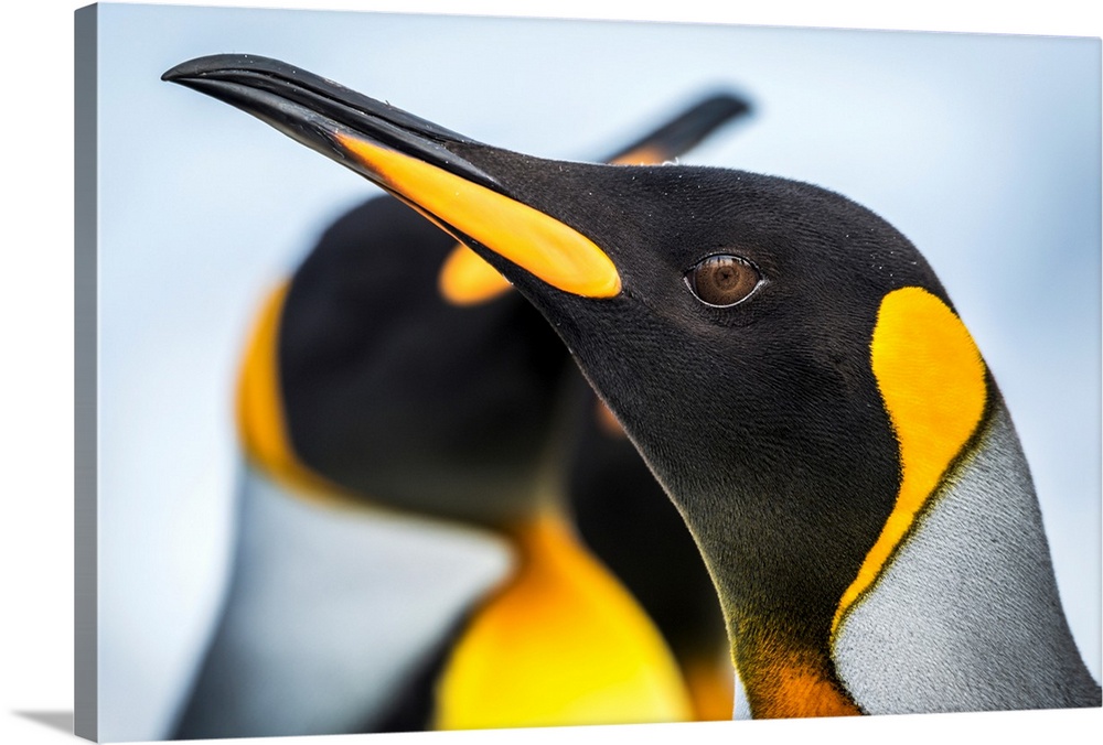 Close up of King Penguin (Aptenodytes patagonicus) with others behind; Antarctic