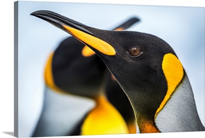 Close up of King Penguin