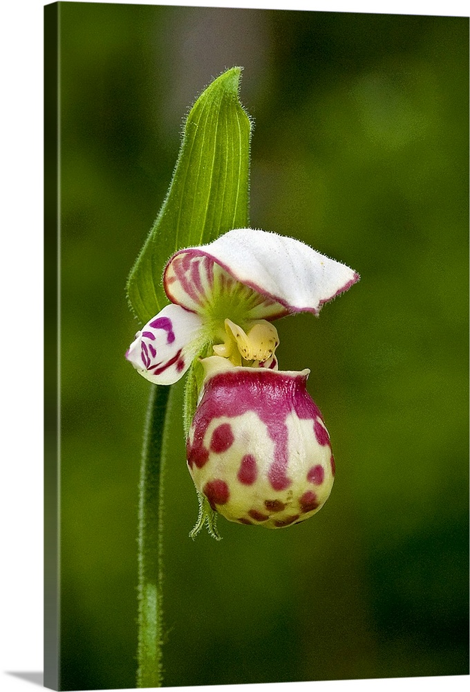 Close up of Lady Slipper  in bloom at the Anchorage Botanical Garden, Southcentral Alaska, Summer