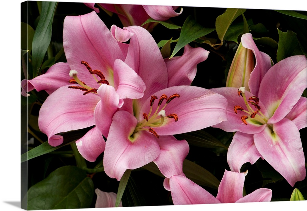 Close up of large pink lilies. Longwood Gardens, Pennsylvania.