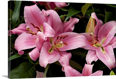 Close Up Of Large Pink Lilies, Longwood Gardens, Pennsylvania