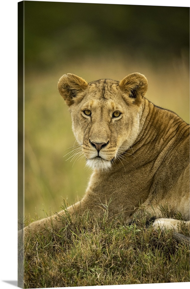 Close-up of lioness (panthera leo) in grass watching camera, Serengeti national park, Tanzania.