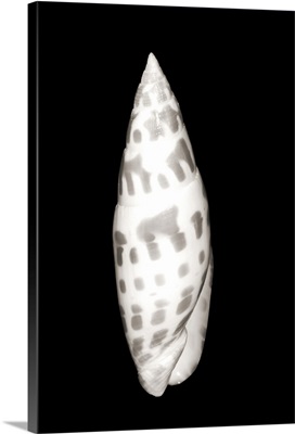Close-Up Of Long Skinny Shell On Black Background