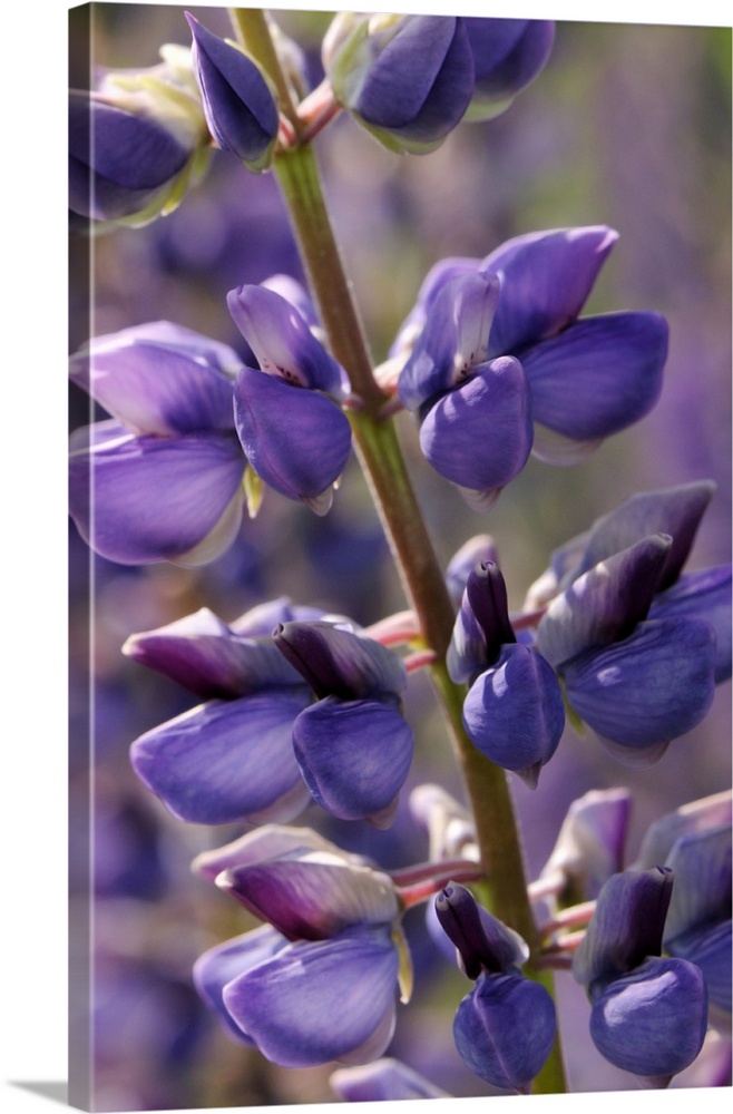 Close up of lupine flowers, Lupinus species, in springtime. Arlington, Massachusetts.