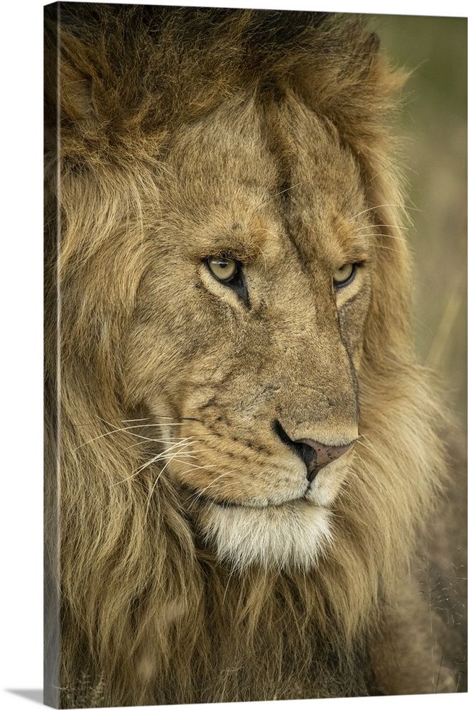 Close-up of male lion (panthera leo) head facing right, Serengeti national park, Tanzania.