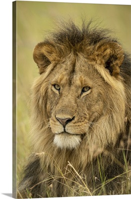 Close-Up Of Male Lion (Panthera Leo) Face In Grass, Serengeti National Park, Tanzania