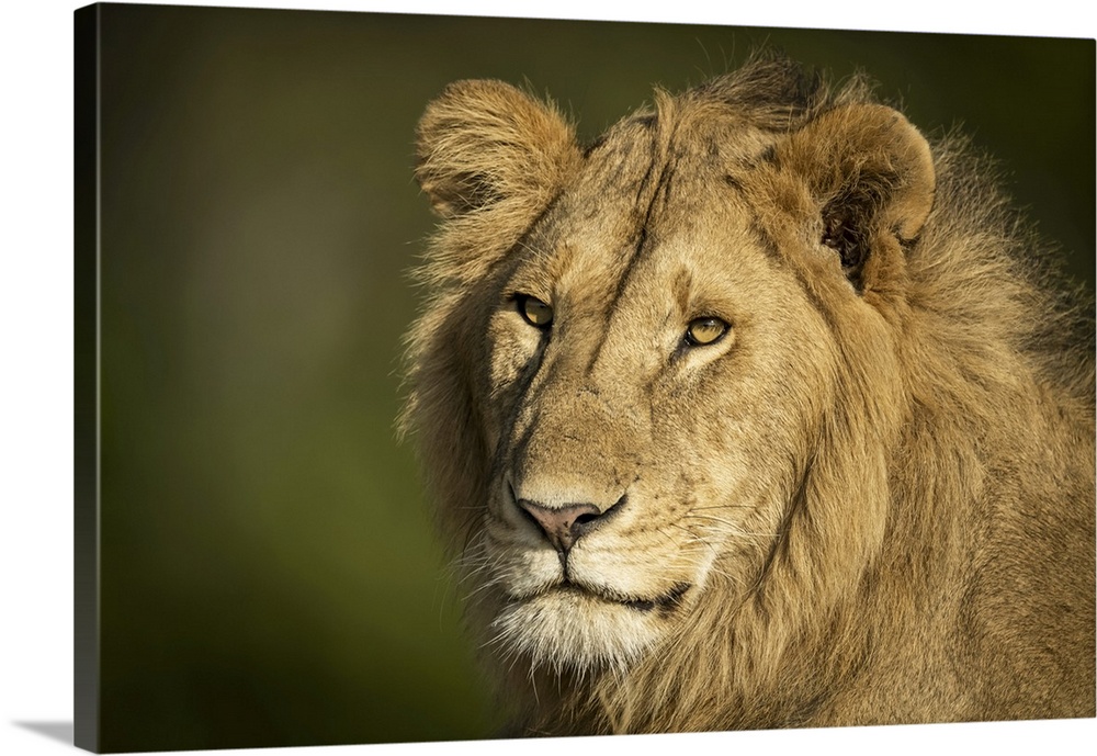 Close-up of male lion (panthera leo) head and shoulders, Serengeti, Tanzania.