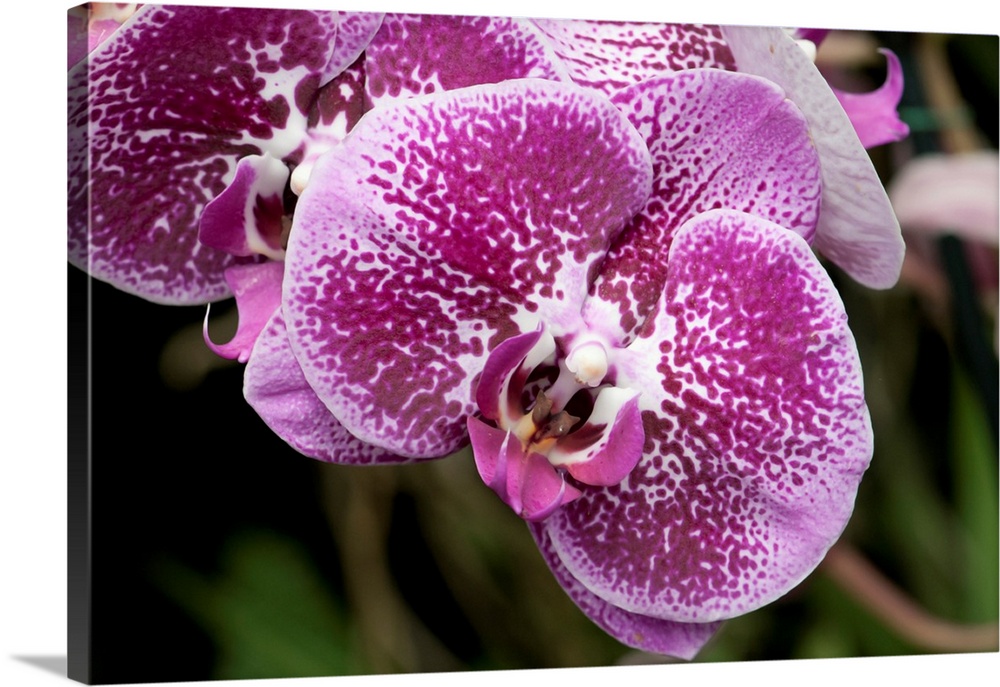 Close up of moth orchids, Phalaenopsis species. Longwood Gardens, Pennsylvania.