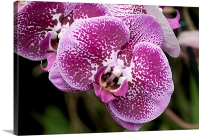 Close Up Of Moth Orchids, Longwood Gardens, Pennsylvania
