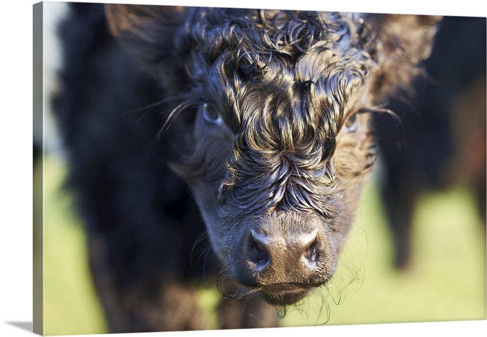 Close-Up of Newborn Banded Galloway Calf, Cotswolds, Gloucestershire, England, UK