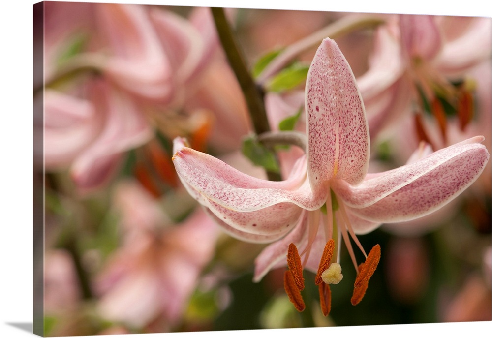Close up of nodding pink lily flowers, Lilium martagon. Longwood Gardens, Pennsylvania.